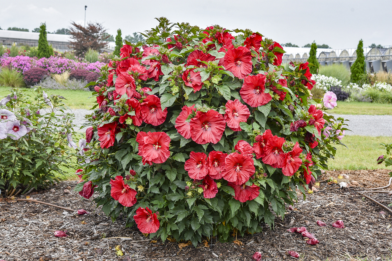 Hardy Hibiscus